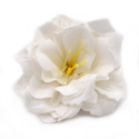 Kwiat mydlany główka - piwonia japońska biała 50 sztuk