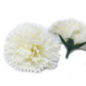 Kwiat mydlany główka - goździk kremowy 50 sztuk