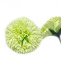 Kwiat mydlany główka - goździk zielony 50 sztuk