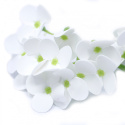 Kwiat mydlany główka - hortensja biała 36 sztuk