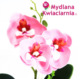 Kwiaty Mydlane - orchidea w doniczce